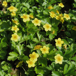 Barren Strawberry